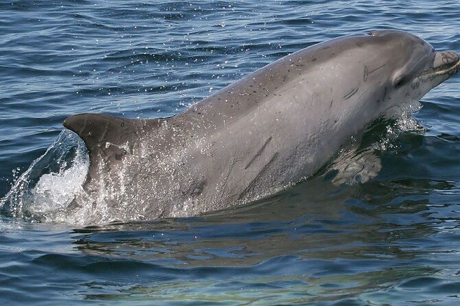 Punta Gorda/Boca Grande Beach Day Private 5hr Charter - What’s Included & What’s Not