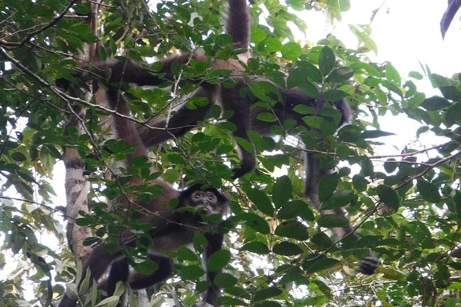 Punta Laguna Nature Reserve and Cenote Tour With Lunch  - Tulum - Tour Details