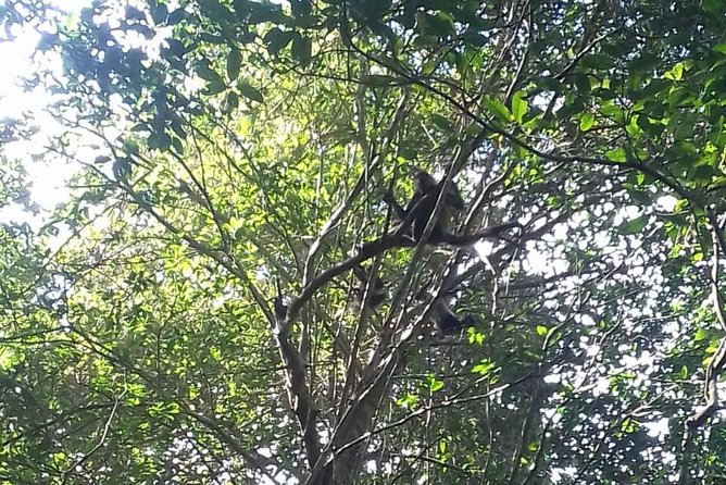 Punta Laguna Nature Reserve and Cenote Tour With Lunch  - Tulum - Activities and Highlights