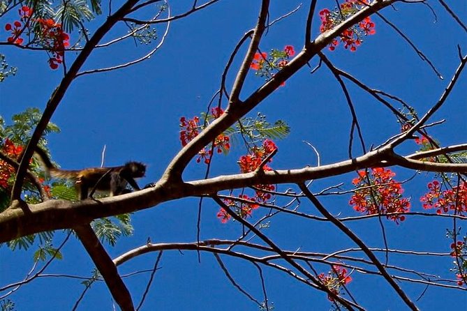 Punta Laguna Nature Reserve and Cenote Tour With Lunch  - Tulum - Common Questions