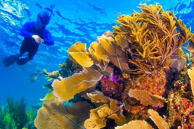 Punta Nizuc Coral Reef Snorkel With Underwater Museum of Art - Cancun - Overview and Tour Details
