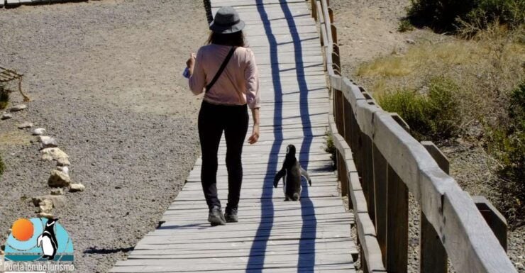 Punta Tombo: Shore Excursion for Cruise Passengers - Full Itinerary Details