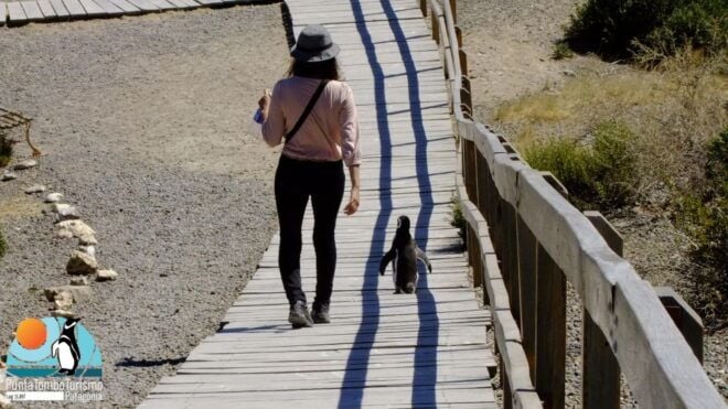 Punta Tombo: Shore Excursion for Cruise Passengers - Participant Information