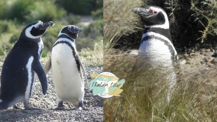 Punta Tombo: Shore Excursion for Cruise Passengers - Good To Know