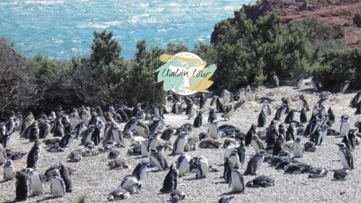 Punta Tombo: Shore Excursion for Cruise Passengers - Meeting Information at Piedrabuena Pier