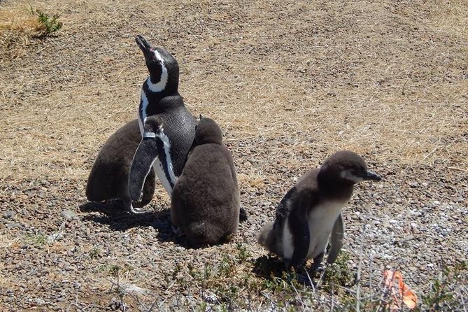 Punta Tombo Tour, the Penguin Experience - Traveler Feedback and Ratings