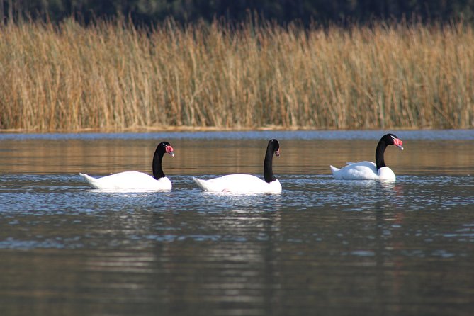 Punucapa Nature Sanctuary, Wetlands, Biodiversity and Culture - What To Expect: Experience and Learning