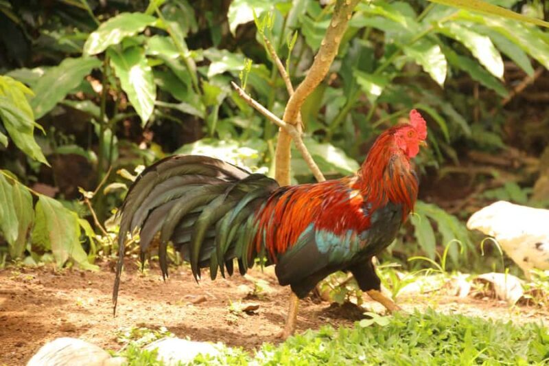 Pure Bali Village Experience Cooking & Jamu Class, Transfer - The Sum Up