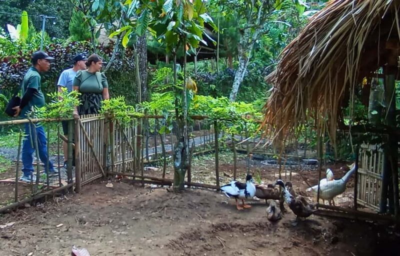 Pure Bali Village Experience Cooking & Jamu Class, Transfer - FAQ