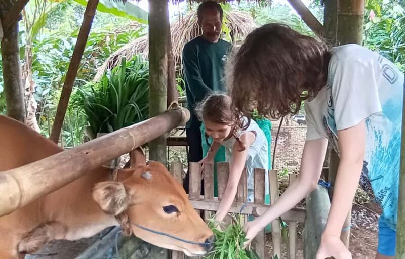 Pure Bali Village Experience Cooking & Jamu Class, Transfer - Who Is This Tour Best For?