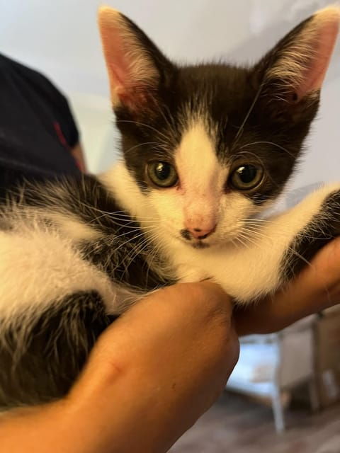 PURE HAPPINESS: A PURR-FECT CAT EXPERIENCE ! - Food and Beverages