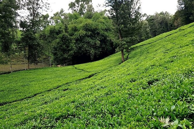 Purple Tea Farm Private Tour From Nairobi - Return Details