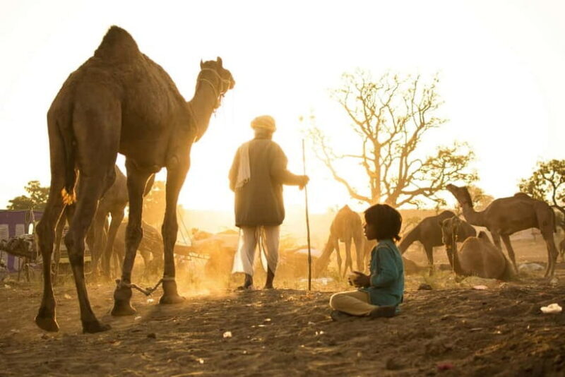 Pushkar: Camel Sunset Safari Adventure - Practical Tips for Travelers