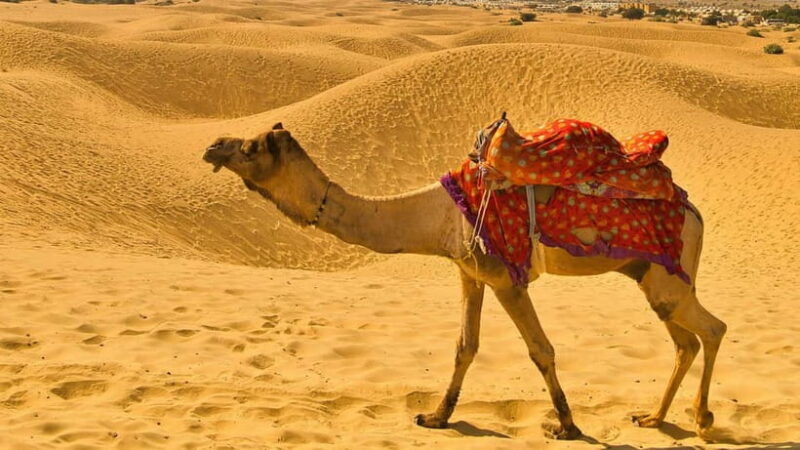 Pushkar: Camel Sunset Safari Adventure - FAQs