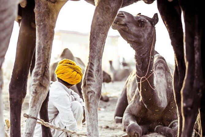 Pushkar: Private Guided day tour From Jaipur - A Deep Dive into the Itinerary
