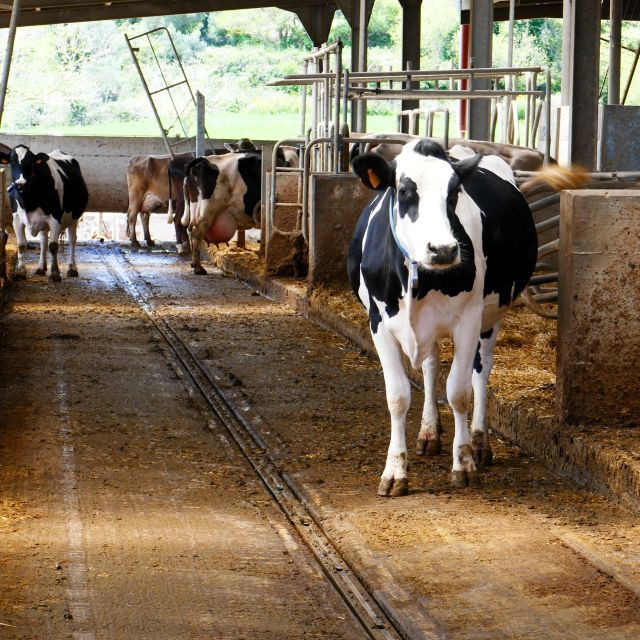 Putignano: Make and Taste Still Warm Mozzarella - The Sum Up