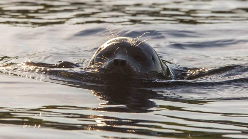 Puumala: Lake Saimaa Seal Watching Cruise - Discovering the Lake Saimaa Seal Watching Cruise