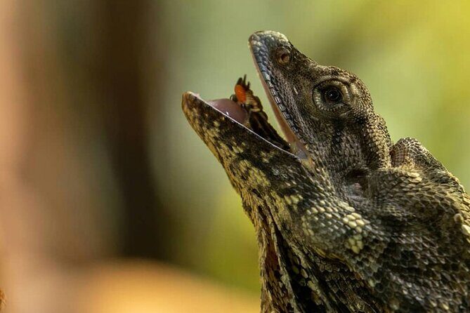 PVT Guided Tour: Sydney Opera House and Featherdale Wildlife Park - How Does It Compare to Similar Experiences?