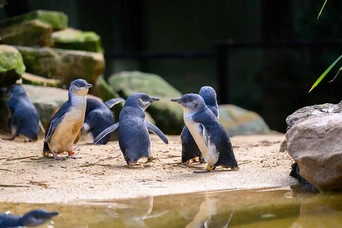 PVT Guided Tour: Sydney Opera House and Featherdale Wildlife Park - FAQs