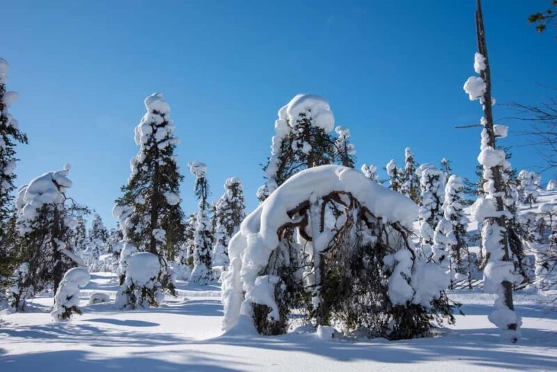 Pyhä: Skiing Tour in Arctic Forest - Is It Worth the Price?