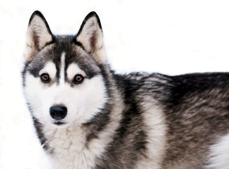 Pyhä Tunturi: Husky Safari Including Farm Visit - Good To Know