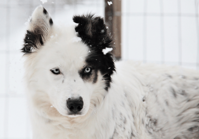 Pyhä Tunturi: Husky Safari Including Farm Visit - Participant Requirements and Age Limits