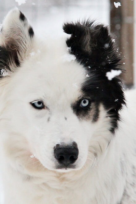 Pyhä Tunturi: Husky Safari Including Farm Visit - Transportation and Pickup Details