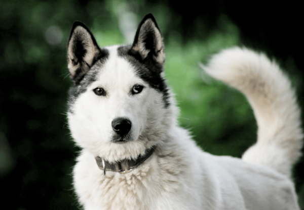 Pyhä Tunturi: Husky Safari Including Farm Visit - Additional Activities and Experiences