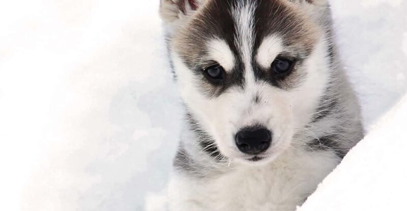 Pyhätunturi: Husky safari 5km including a farm visit - Who Should Consider This Tour?