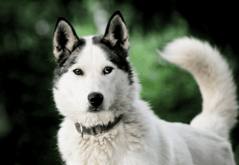 Pyhätunturi: Husky Safari including Farm Visit - The Value of This Experience