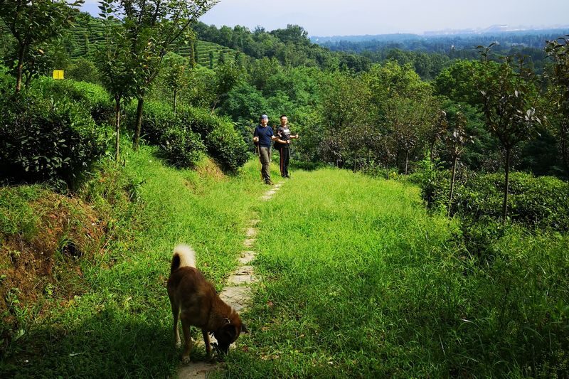 Qingcheng Outer Mountain Day Trip: Hike and Explore Ancient Trails on Shangdao Mountain, Descend and Discover Culinary Delights in a Charming Town - Eatwith - The descent and its change of pace