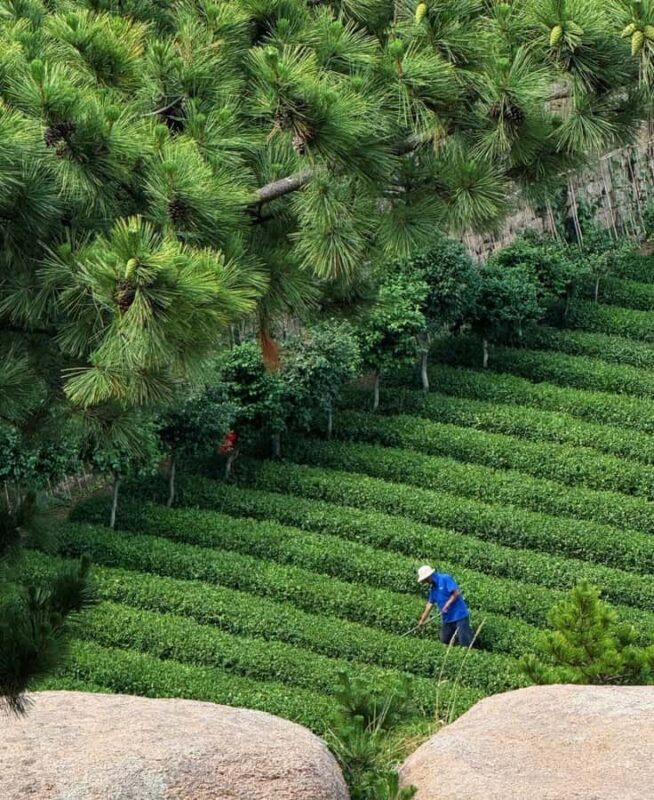 Qingdao Laoshan Coastal Adventure: Mountains, Temples & Tea - Who Will Love This Tour?