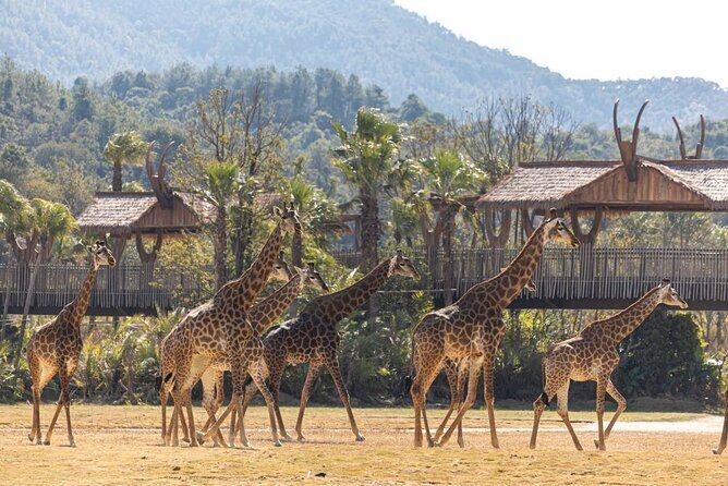 Qingyuan Chimelong Forest Kingdom and Hot Spring Experience - FAQs