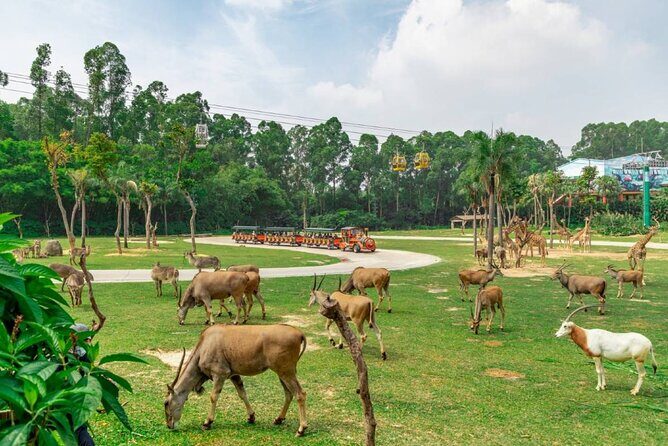 Qingyuan Chimelong Forest Kingdom and Hot Spring Experience - The Sum Up