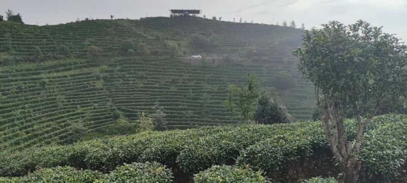 Qixianfeng Tea Plantation Tour in Yangshuo - Good To Know