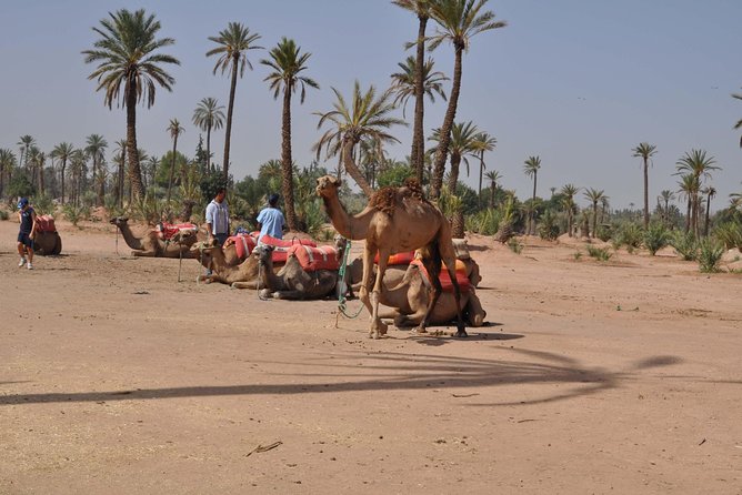 Quad and Camel Ride - Good To Know