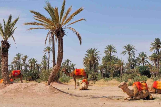 Quad and Camel Ride - Pickup Process