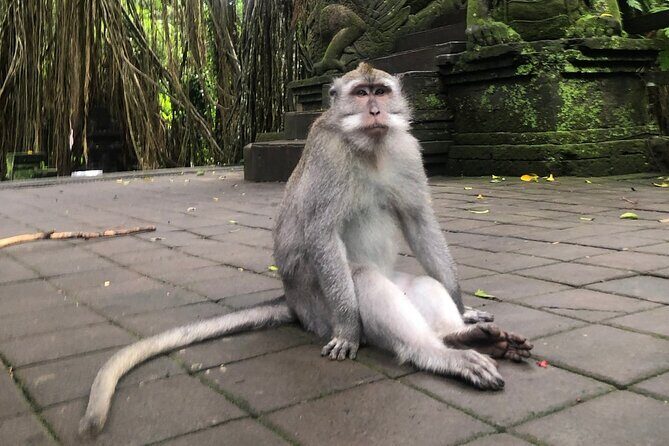 Quad Bike Adventure and Monkey Forest Experience All-Inclusive - FAQ