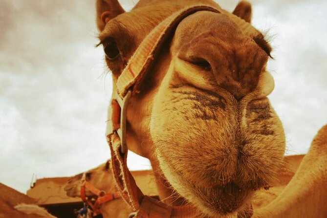 Quad Bike and Camel Riding Experience at Agafay Desert - Location Details