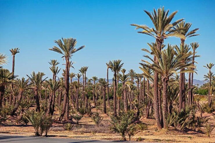 QUAD BIKING AND CAMEL HALF DAY TRIP IN MARRAKESH - Duration and Booking Details