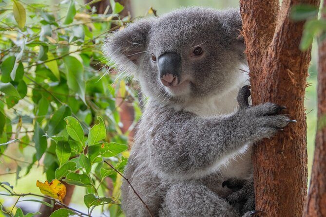 Quad Biking, Koalas and Kangaroos - Private Tour - An In-Depth Review of the Tour