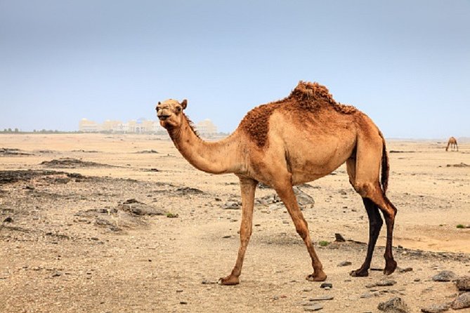 Quad & Camels in Agafay Desert Day Trip - Meeting and Pickup