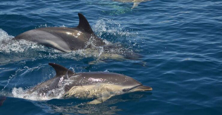 Quarteira: Algarve Coast, Caves and Dolphin Watching Cruise - Activity Details