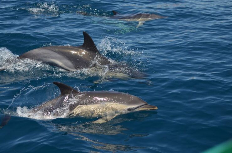 Quarteira: Algarve Coast, Caves and Dolphin Watching Cruise - Experience Highlights