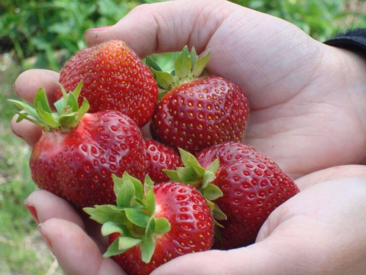 Quebec City - Agricultural Walking Tours on Ile D'orleans - Tour Highlights