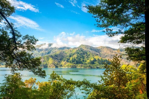 Queen Charlotte Track: Cruise & Self-Guided Hike From Picton - Review 3