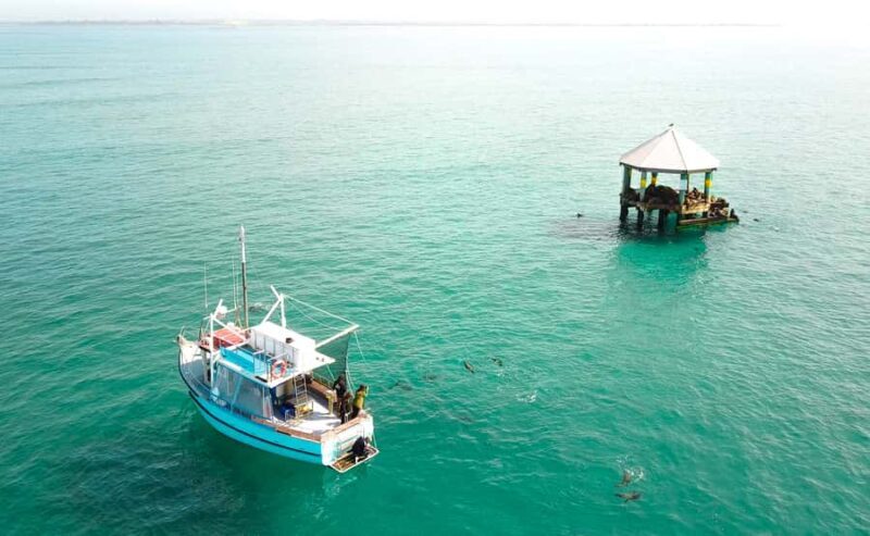 Queenscliff: 1.5hr Harbour Wildlife Sightseeing Cruise Tour - What Could Be Better