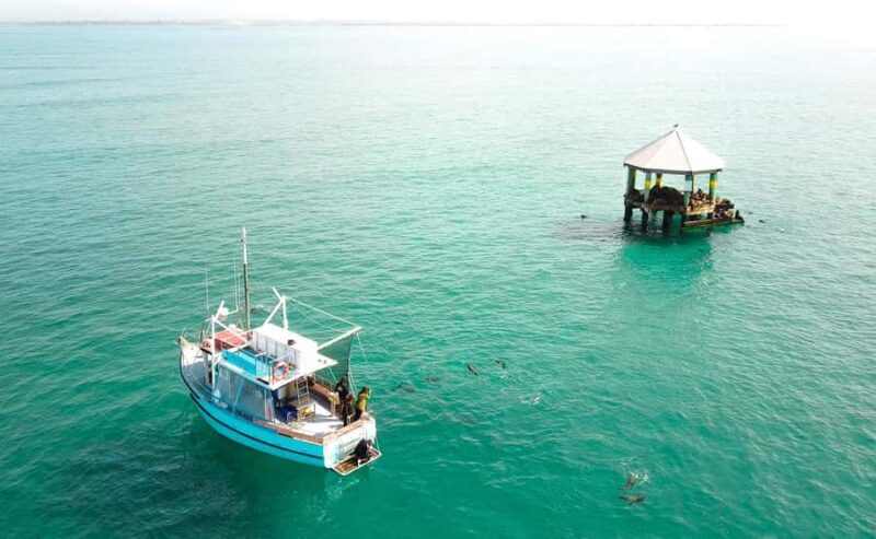Queenscliff Harbour: 3.5hr Seal & Dolphin Snorkelling Tour - Good To Know