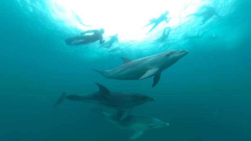 Queenscliff Harbour: 3.5hr Seal & Dolphin Snorkelling Tour - The Sum Up