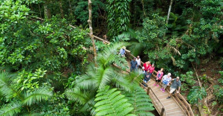 Queensland: Daintree & Cape Tribulation 4WD Tour With Pickup - Highlights of the Tour